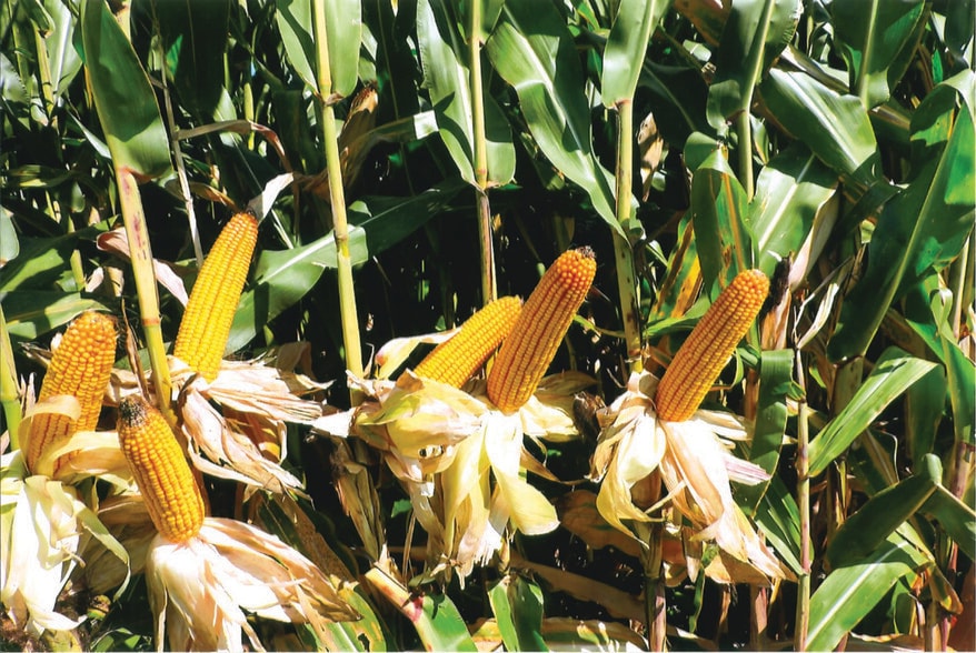 9992 County Road 300 East, Walton, IN à vendre - Autre – Image 2 sur 15