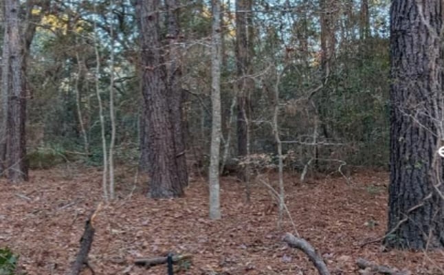 1981 Liberia Rd, Wadmalaw Island, SC à vendre - Autre – Image 3 sur 4