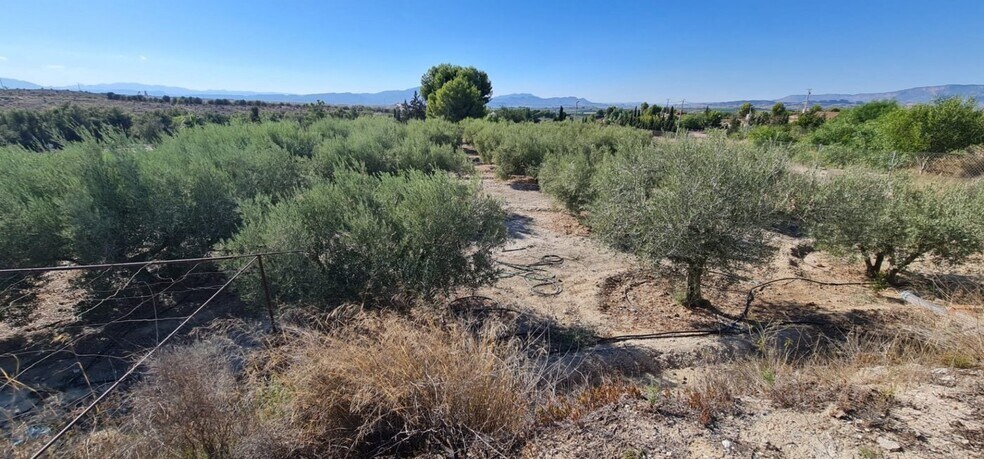Terrain dans Molina de Segura, Murcia à vendre - Photo de l’immeuble – Image 1 sur 2