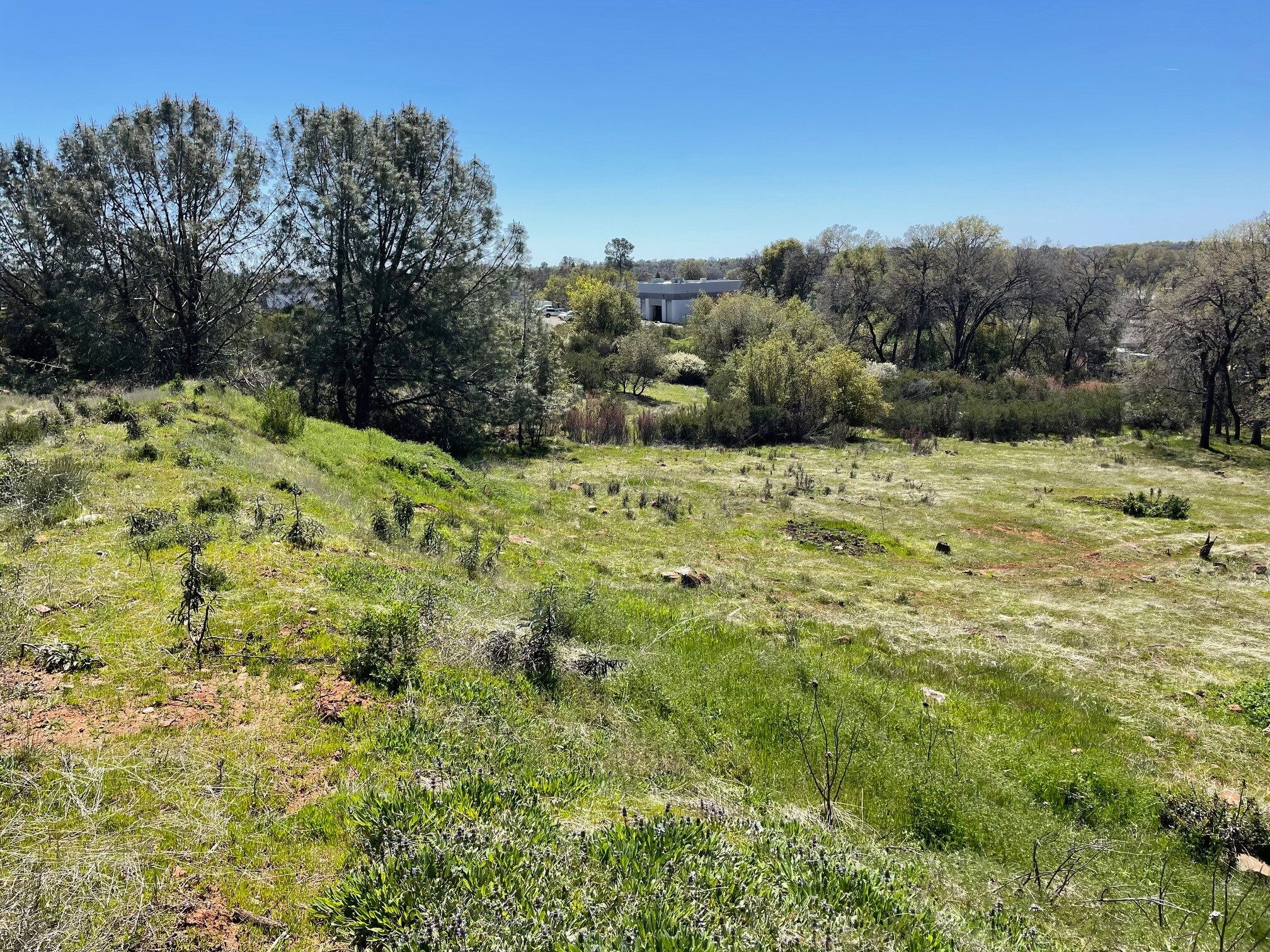 4220 Business Dr, Shingle Springs, CA à vendre Autre– Image 1 sur 7