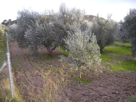 Terrain dans Calasparra, Murcia à vendre - Photo de l’immeuble – Image 2 sur 12