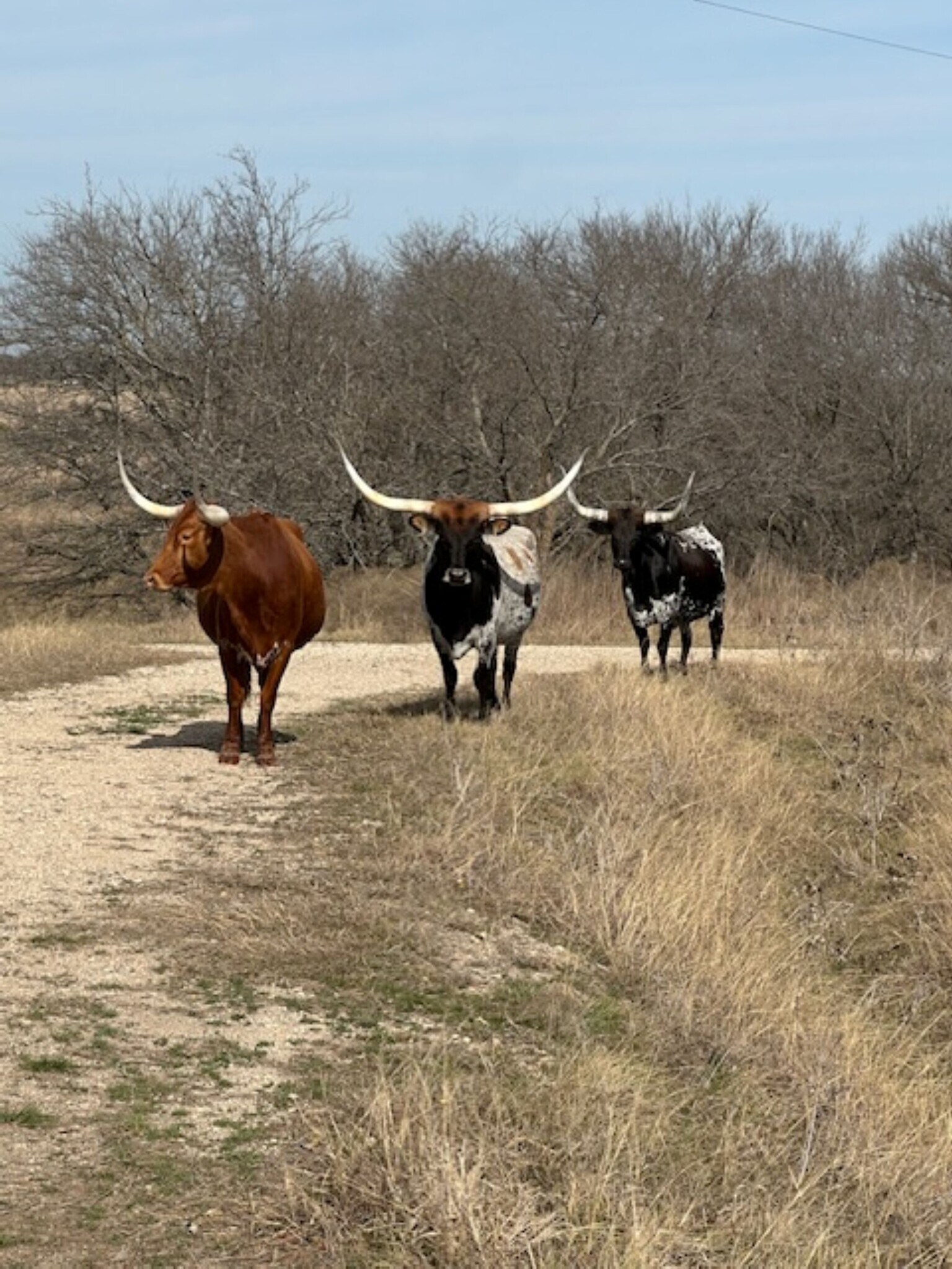 363 County Road 4403, Grandview, TX à vendre Photo principale– Image 1 sur 53