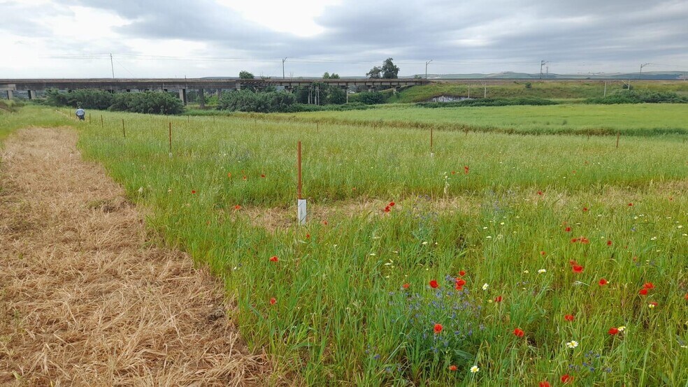Terrain dans Córdoba à vendre - Photo de l’immeuble – Image 2 sur 8