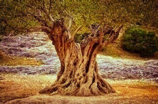 Plus de détails pour Carrer del Mar, Rossell - Terrain à vendre