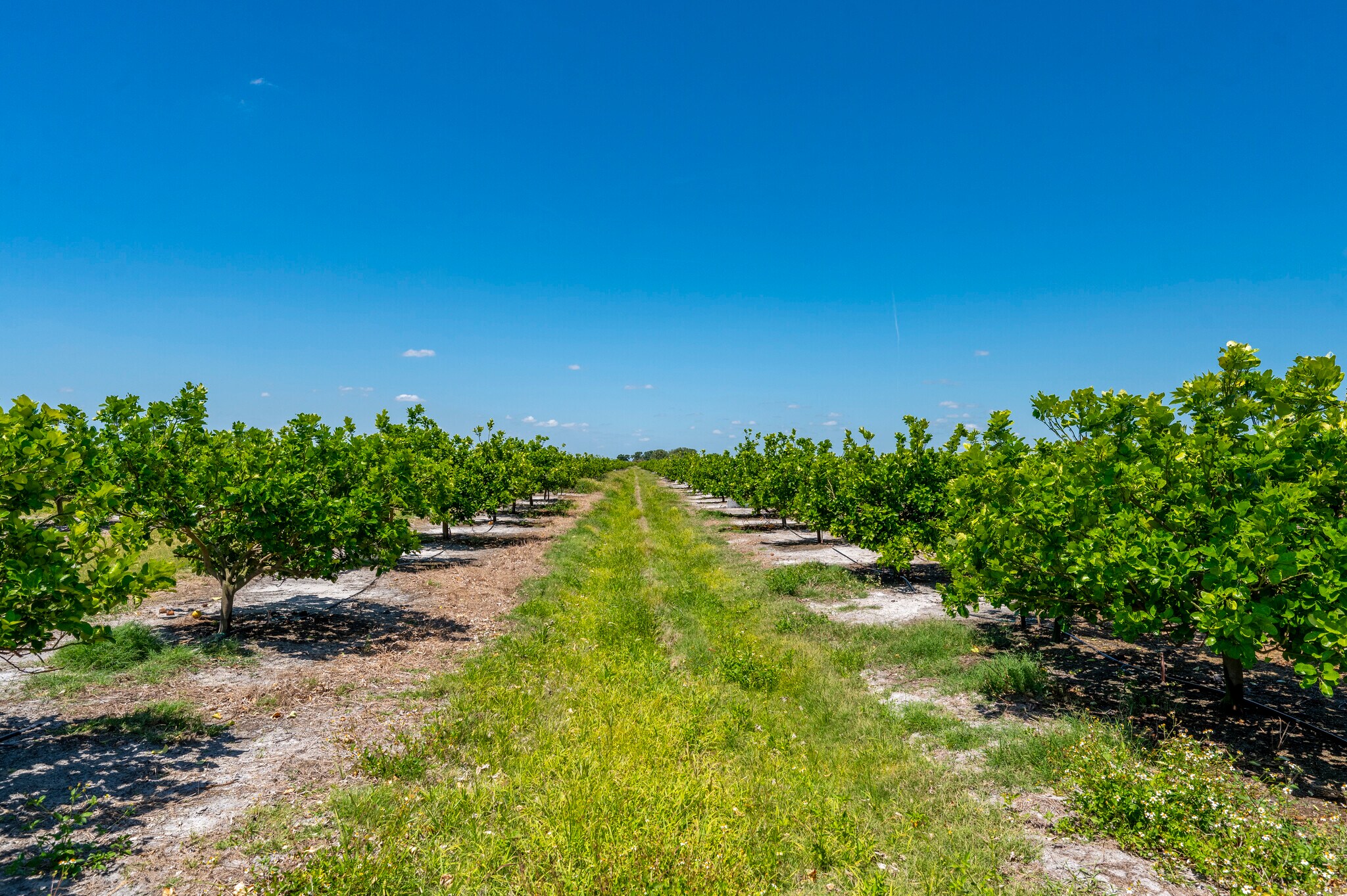 Hwy 31, Arcadia, FL à vendre Photo de l’immeuble– Image 1 sur 13