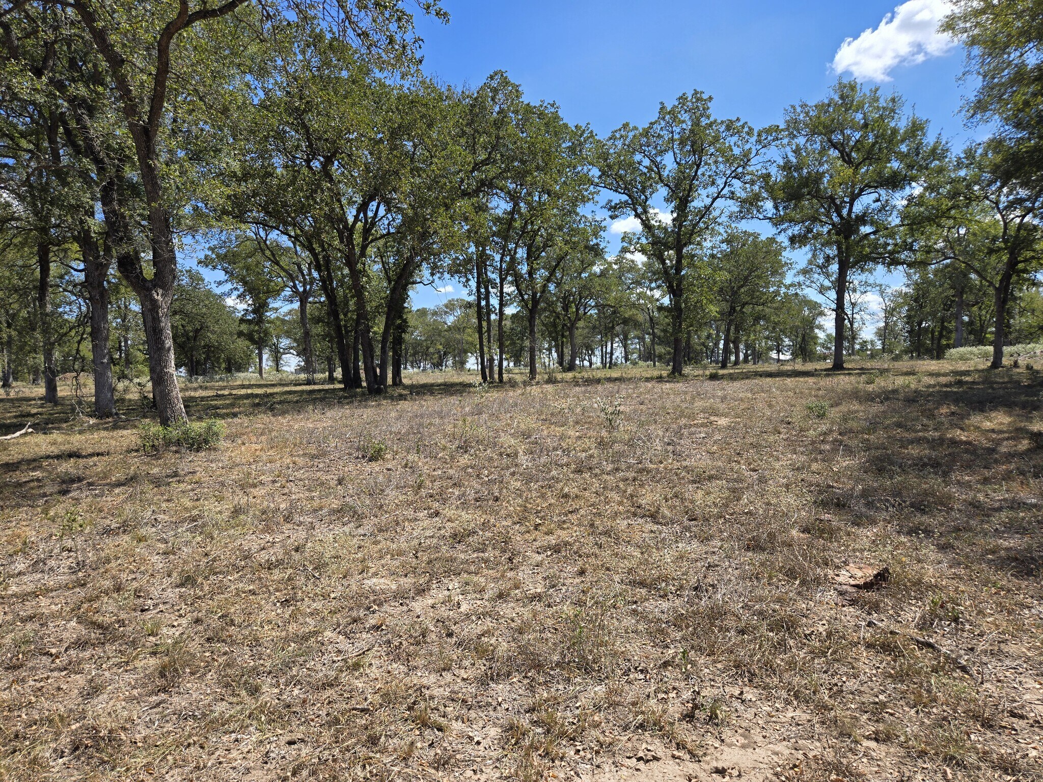 0 SH 304, Bastrop, TX à vendre Autre– Image 1 sur 9