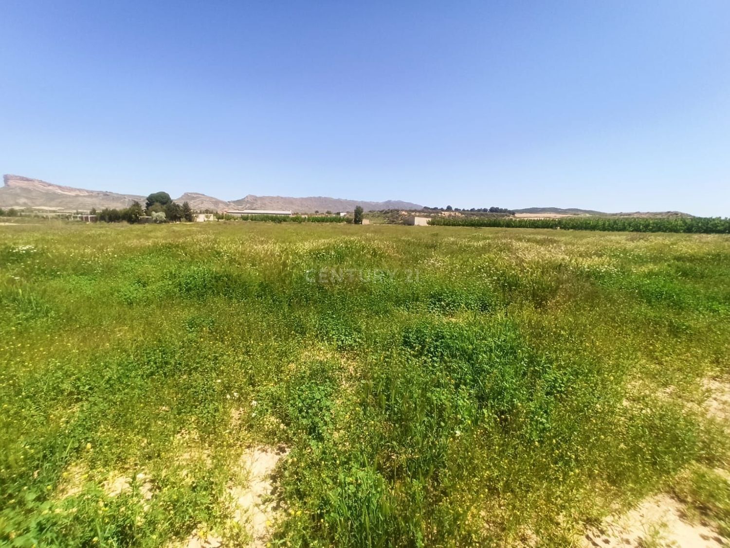 Vereda, 246, Jumilla, Murcia à vendre Photo principale– Image 1 sur 12