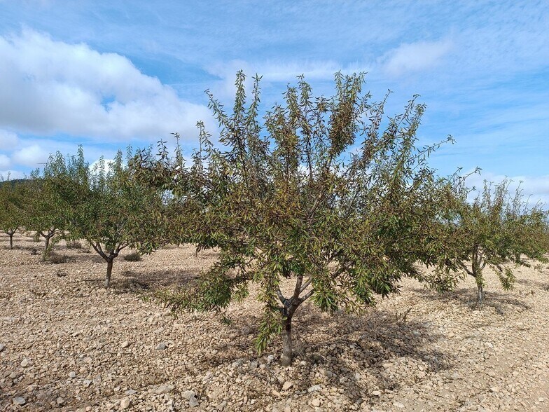 Terrain dans MURCIA à vendre - Photo principale – Image 2 sur 5