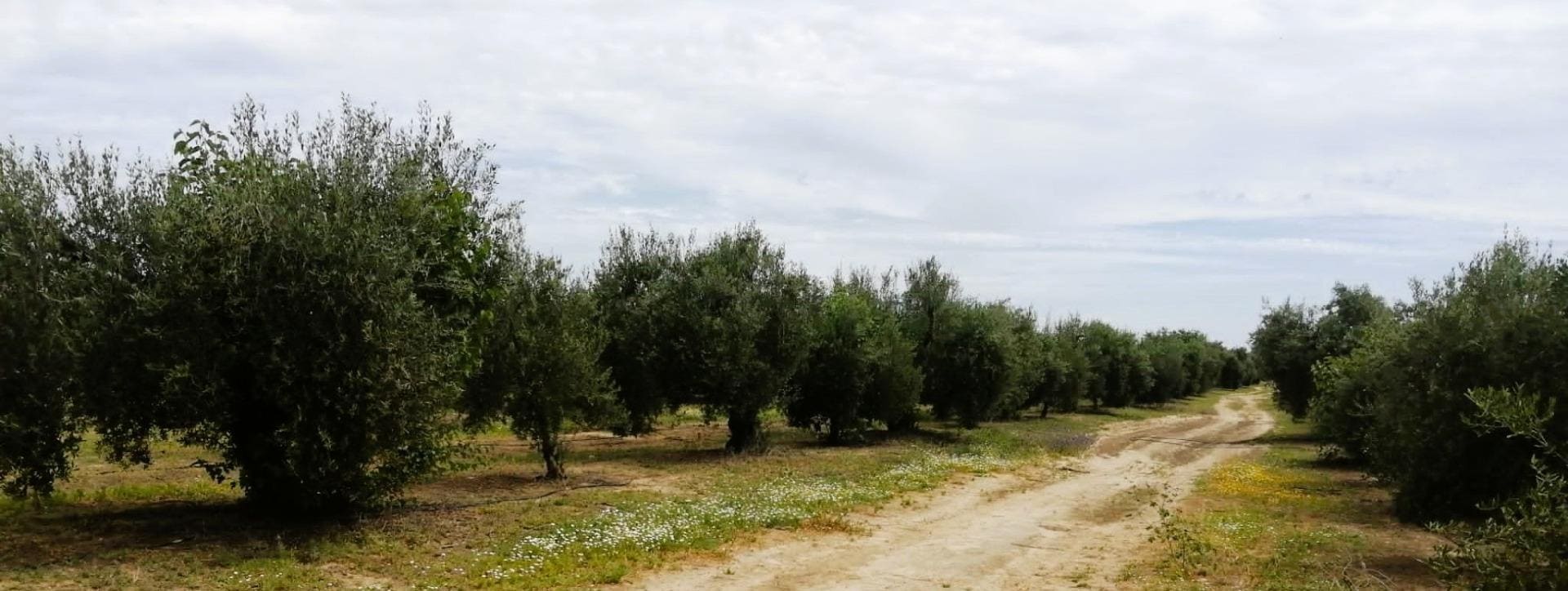 Polígono Ue, 11 Parcela 69, Villamanrique de la Condesa, Sevilla à vendre Photo de l’immeuble– Image 1 sur 38