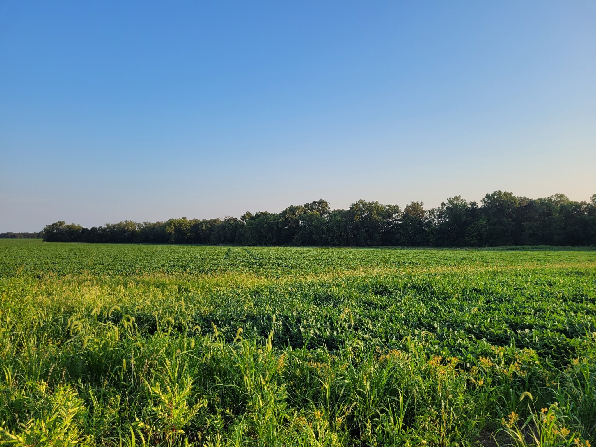 Highway DD (123.22 ac) Tract A, Bellflower, MO à vendre Autre– Image 1 sur 34