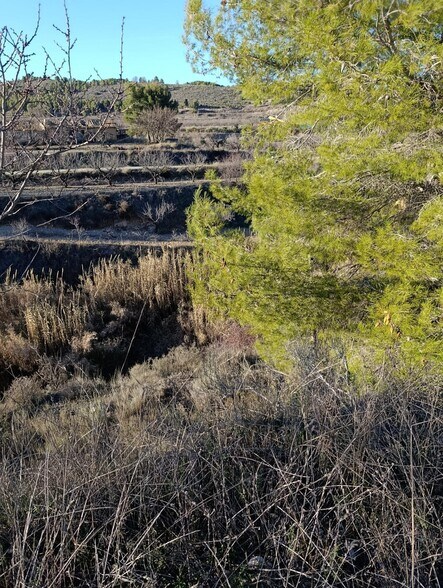 Terrain dans Bullas à vendre - Photo de l’immeuble – Image 2 sur 8