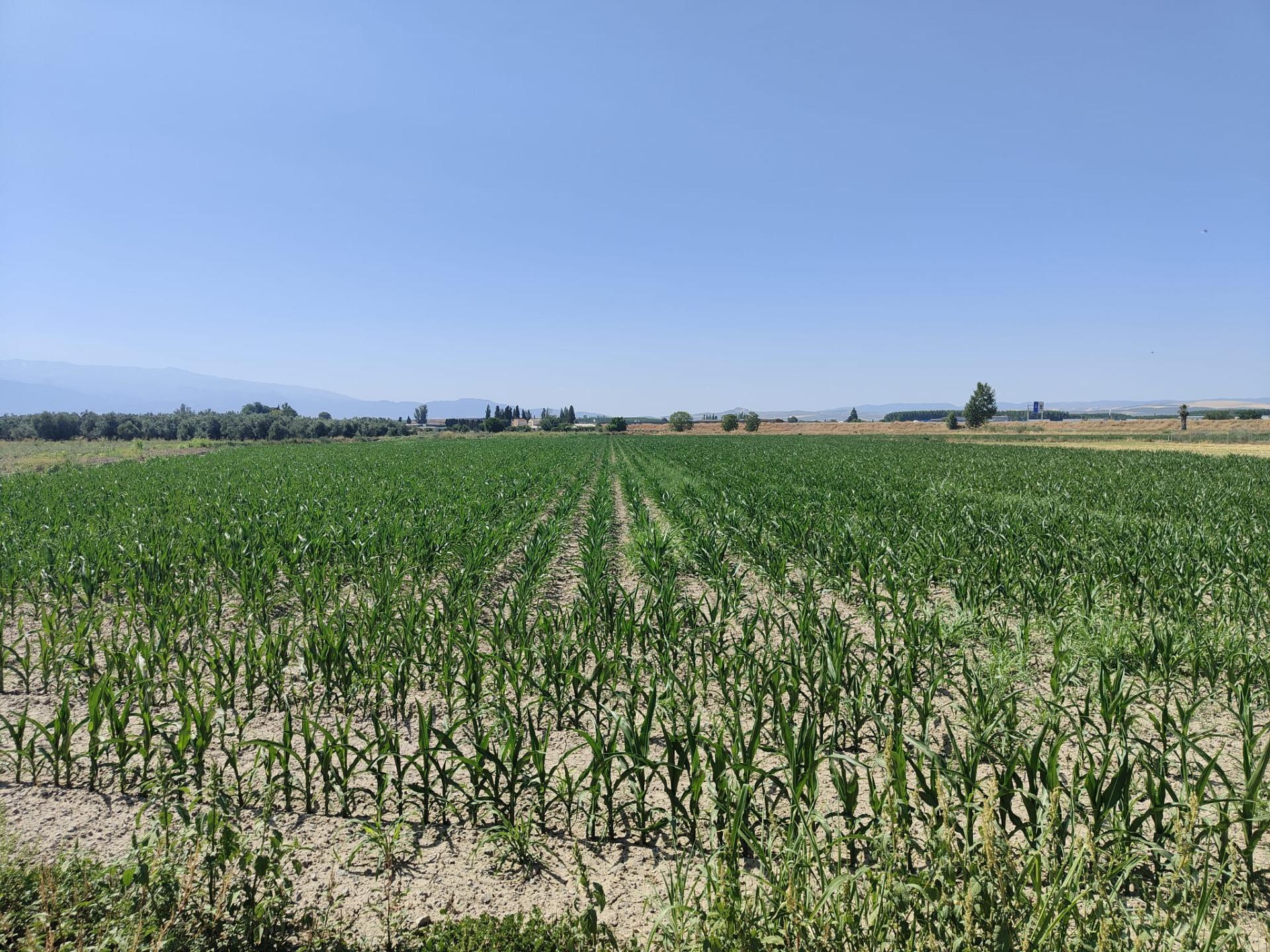 Carretera de Pinos Puente, Atarfe, Granada à vendre Photo principale– Image 1 sur 8