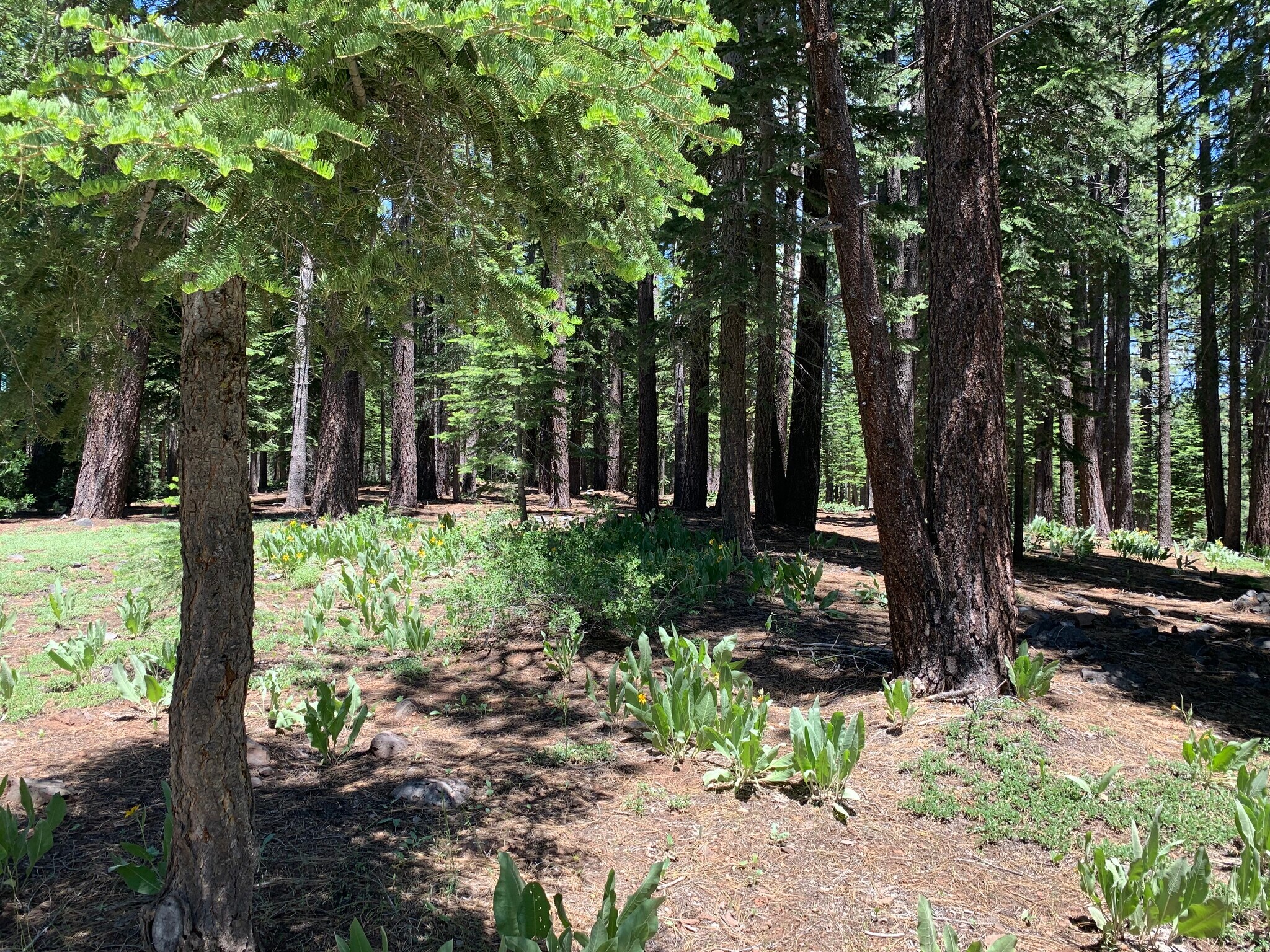 13485 Cristallina Way, Truckee, CA à vendre Autre– Image 1 sur 10