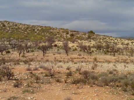 Terrain dans Calasparra, Murcia à vendre - Plan de site – Image 1 sur 4