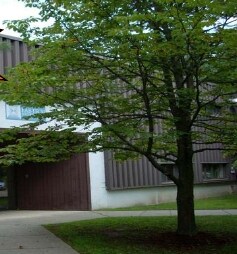 11 Tigan St, Winooski, VT à louer - Photo principale – Image 1 sur 1