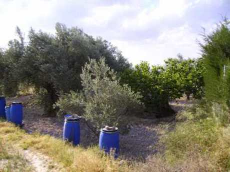 Terrain dans Calasparra, Murcia à vendre - Photo de l’immeuble – Image 3 sur 3