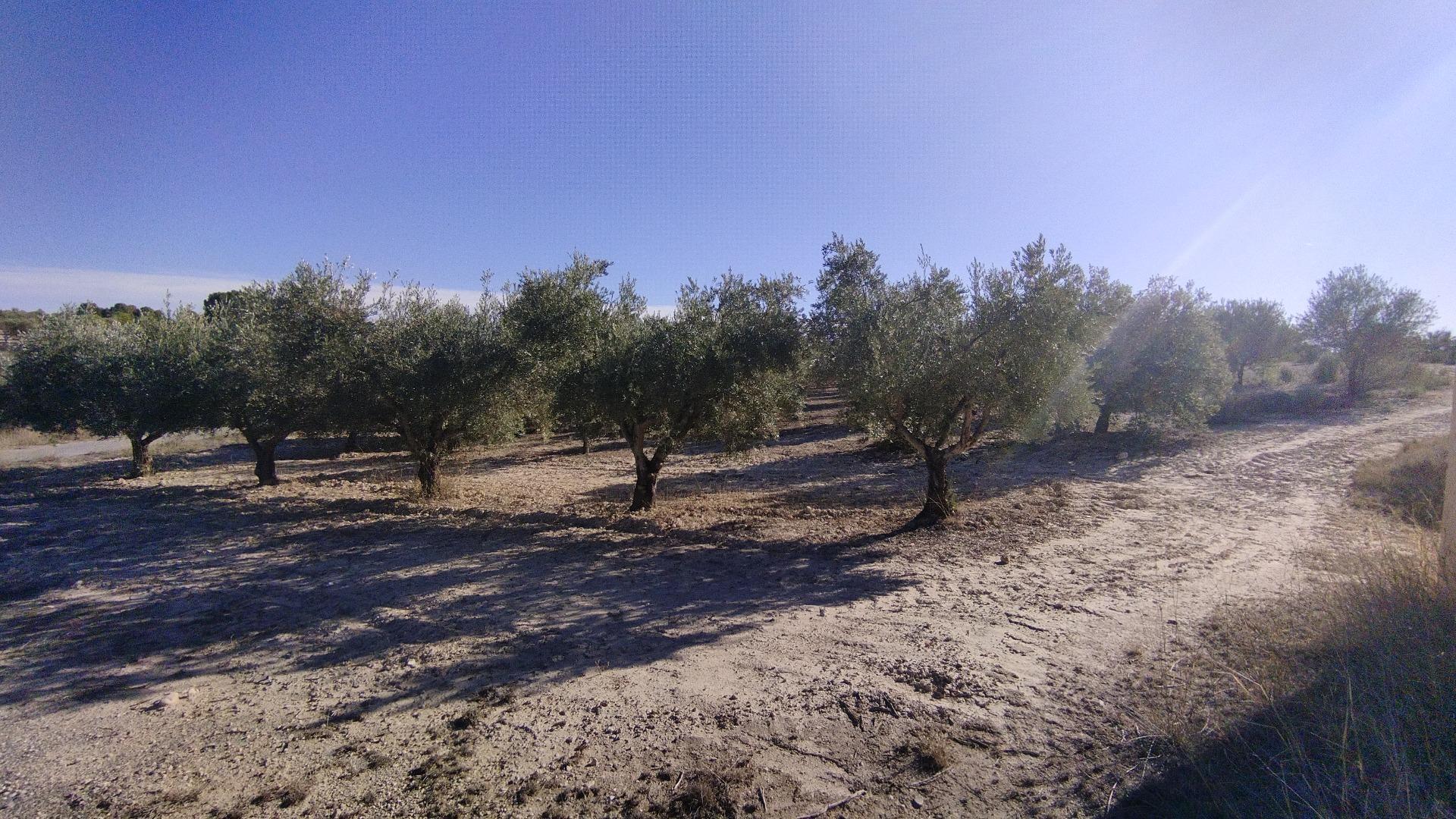 Terrain dans Moratalla, Murcia à vendre Photo de l’immeuble– Image 1 sur 31