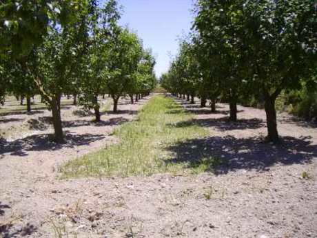 Terrain dans Cehegín, Murcia à vendre - Photo de l’immeuble – Image 2 sur 6