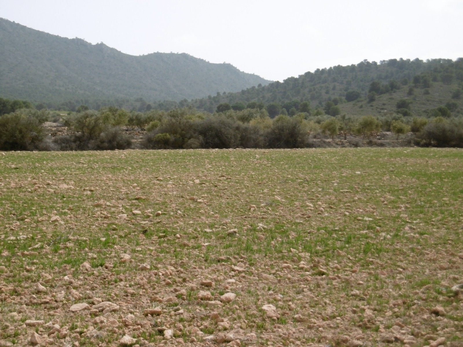 Terrain dans Yecla, Murcia à vendre Aérien– Image 1 sur 4