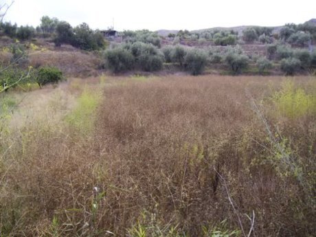 Terrain dans Calasparra, Murcia à vendre - Photo de l’immeuble – Image 2 sur 12