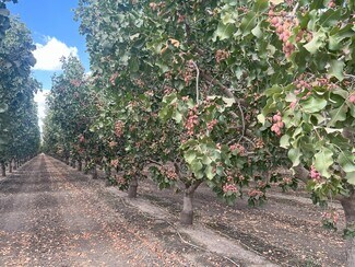 Plus de détails pour +/-154 Acre Pistachio Orchard - Idaho ave, Hanford, CA - Terrain à vendre