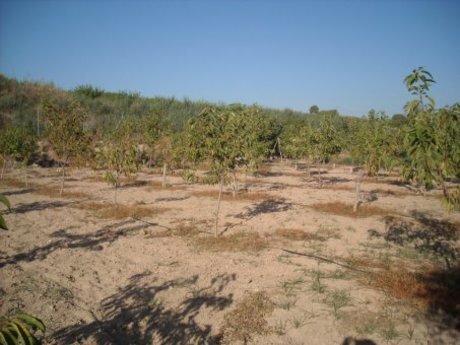 Terrain dans Calasparra, Murcia à vendre - Photo de l’immeuble – Image 3 sur 14