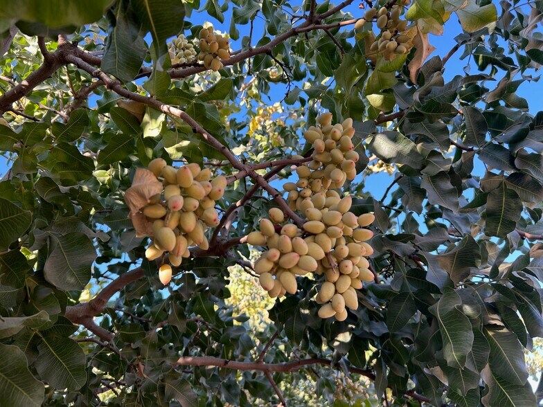 10431 S Bethel Ave, Selma, CA à vendre - Photo de l’immeuble – Image 3 sur 27