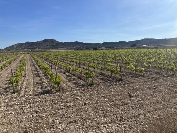 Terrain dans Novelda, Alicante à vendre - Photo de l’immeuble – Image 3 sur 7