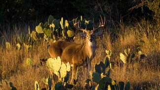 Plus de détails pour 917 Bear Springs rd, Mason, TX - Terrain à vendre