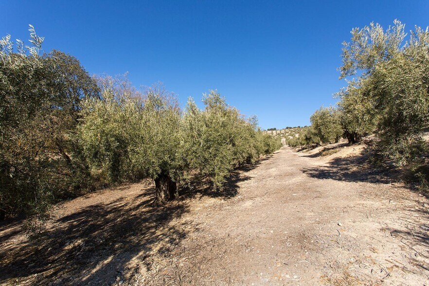 Poligono, 2 Parcela 276 Y, Campotéjar, Granada à vendre - Photo principale – Image 1 sur 30