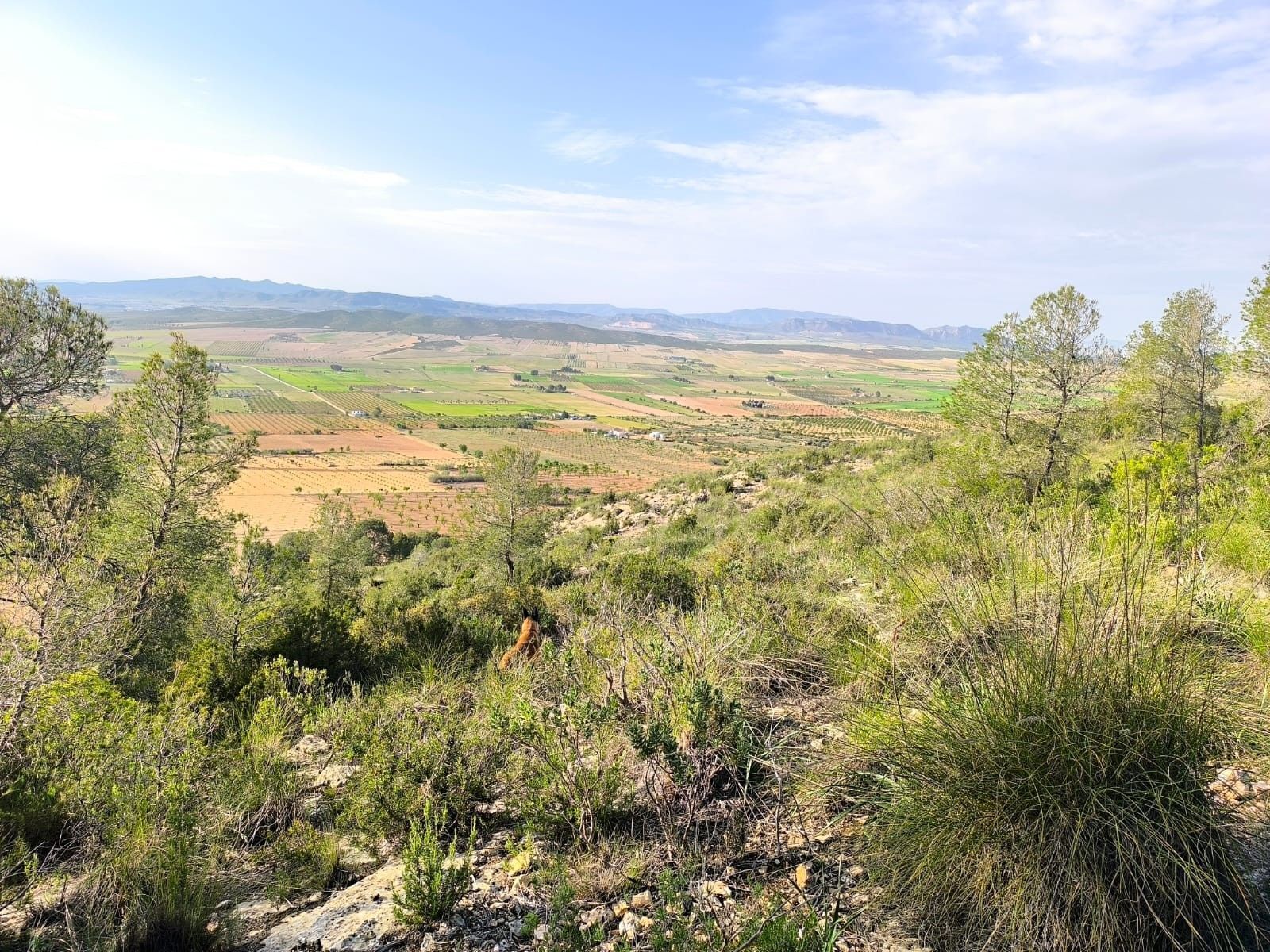 Terrain dans Yecla, Murcia à vendre Aérien– Image 1 sur 16