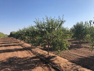 Plus de détails pour 86.5 +- ac Organic Almonds Shaw Avenue Clovis Ca, Clovis, CA - Terrain à vendre