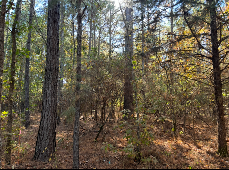 TBD County Road 4122 and Texas 43 hwy, Atlanta, TX à vendre - Photo de l’immeuble – Image 3 sur 3