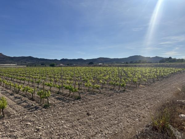 Terrain dans Novelda, Alicante à vendre - Aérien – Image 2 sur 7