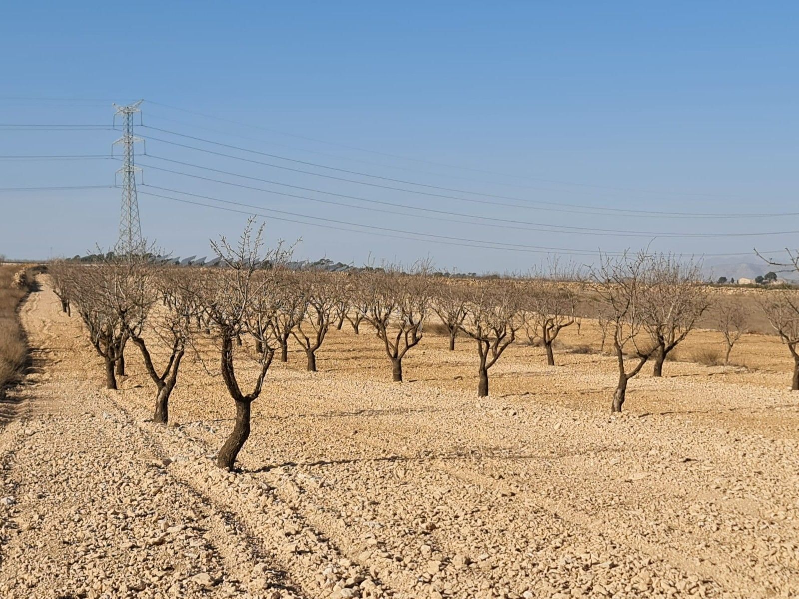 Terrain dans Jumilla, Murcia à vendre Photo principale– Image 1 sur 10