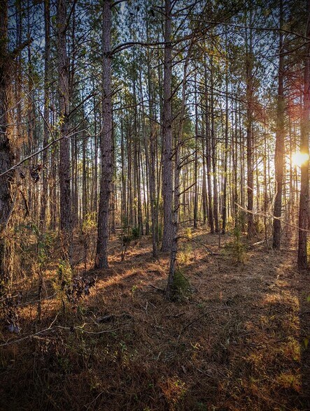 Highway 280 & Highway, Abbeville, GA à vendre - Photo de l’immeuble – Image 1 sur 13