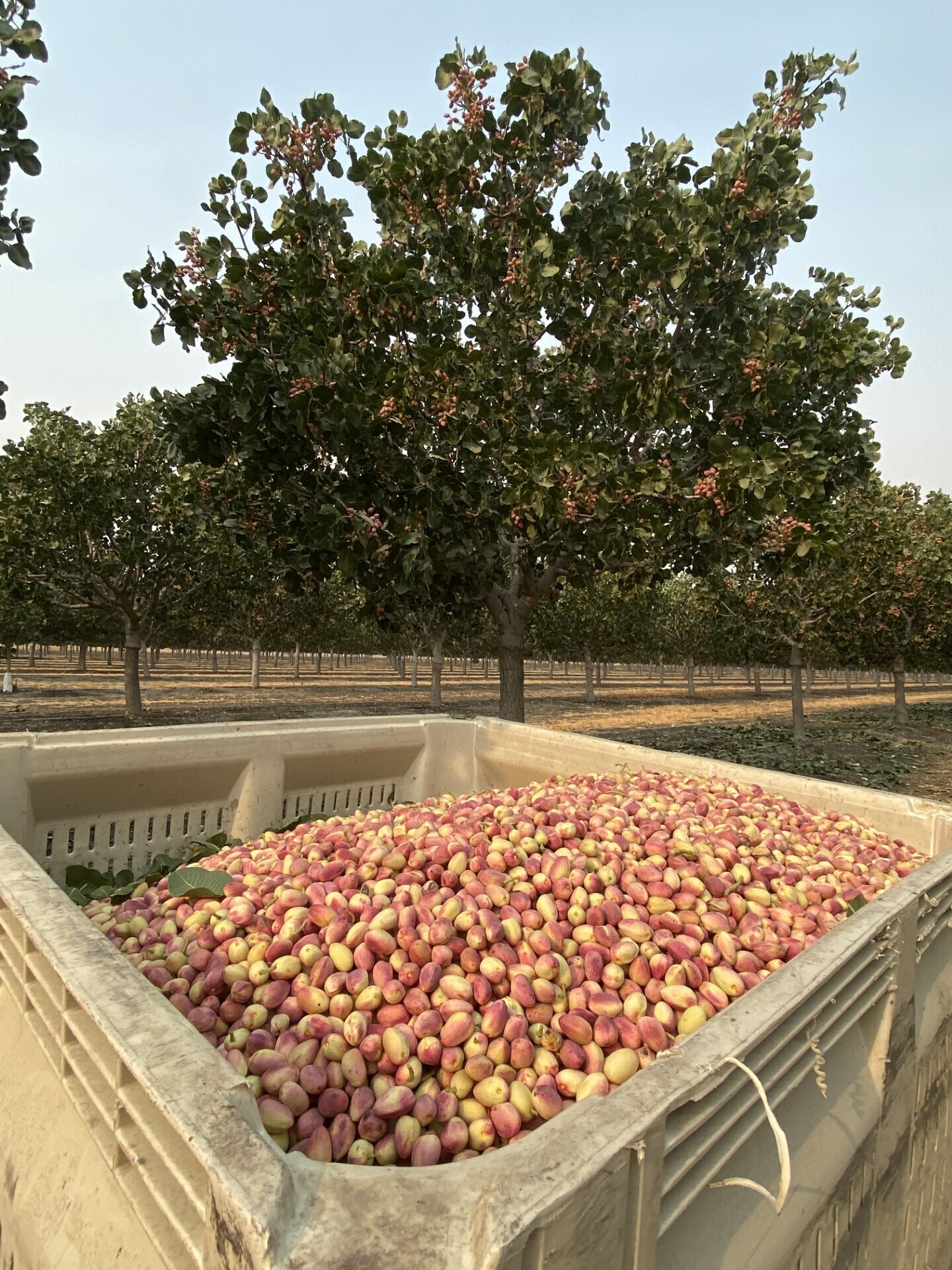 8307 S Contra Costa Rd, Tranquillity, CA à vendre Photo de l’immeuble– Image 1 sur 4