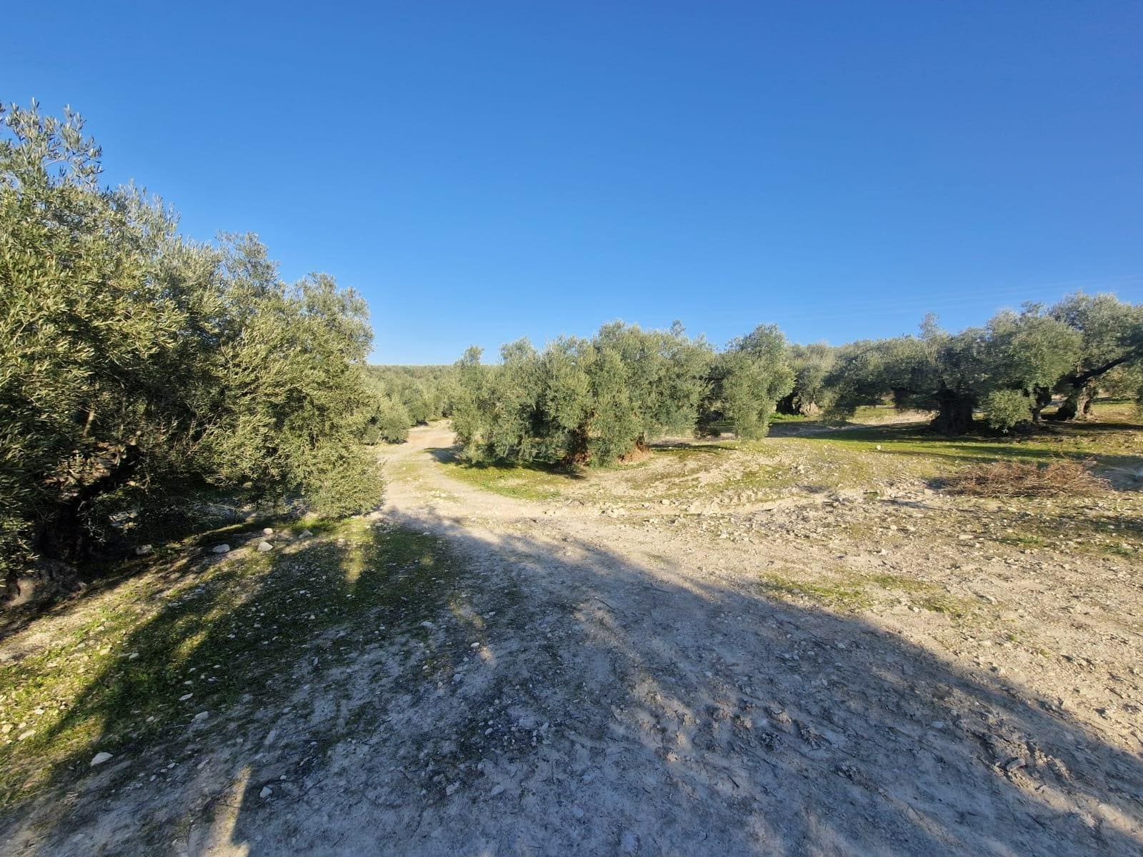 Polígono Ua-10, Parcela 164, Montilla, Córdoba à vendre Photo principale– Image 1 sur 16