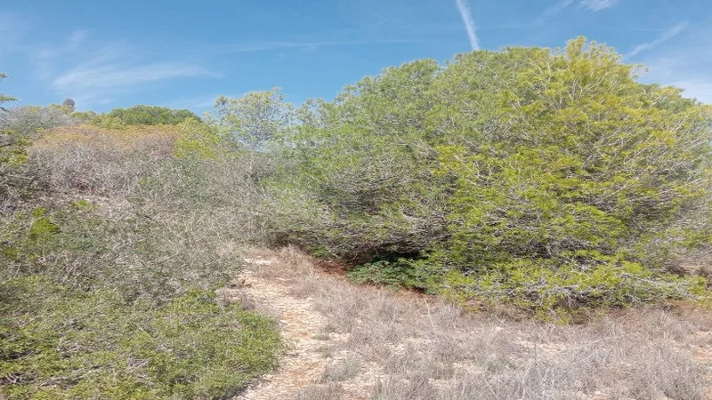 Terrain dans El Vendrell, Tarragona à vendre Plan d’étage– Image 1 sur 7