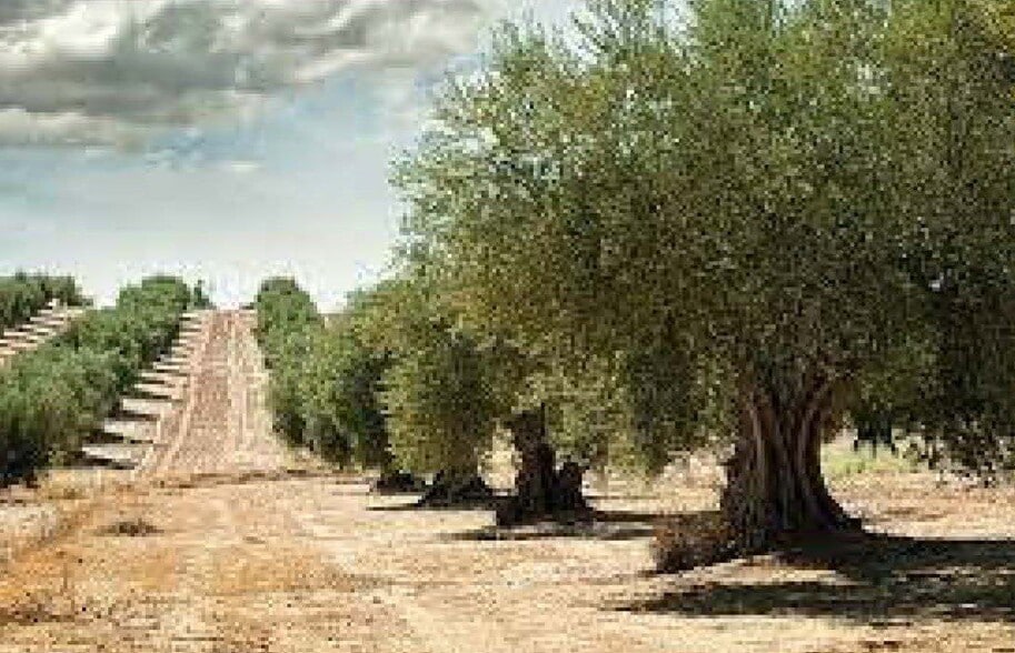 Carrer del Mar, Rossell, Castellón à vendre - Aérien – Image 1 sur 1