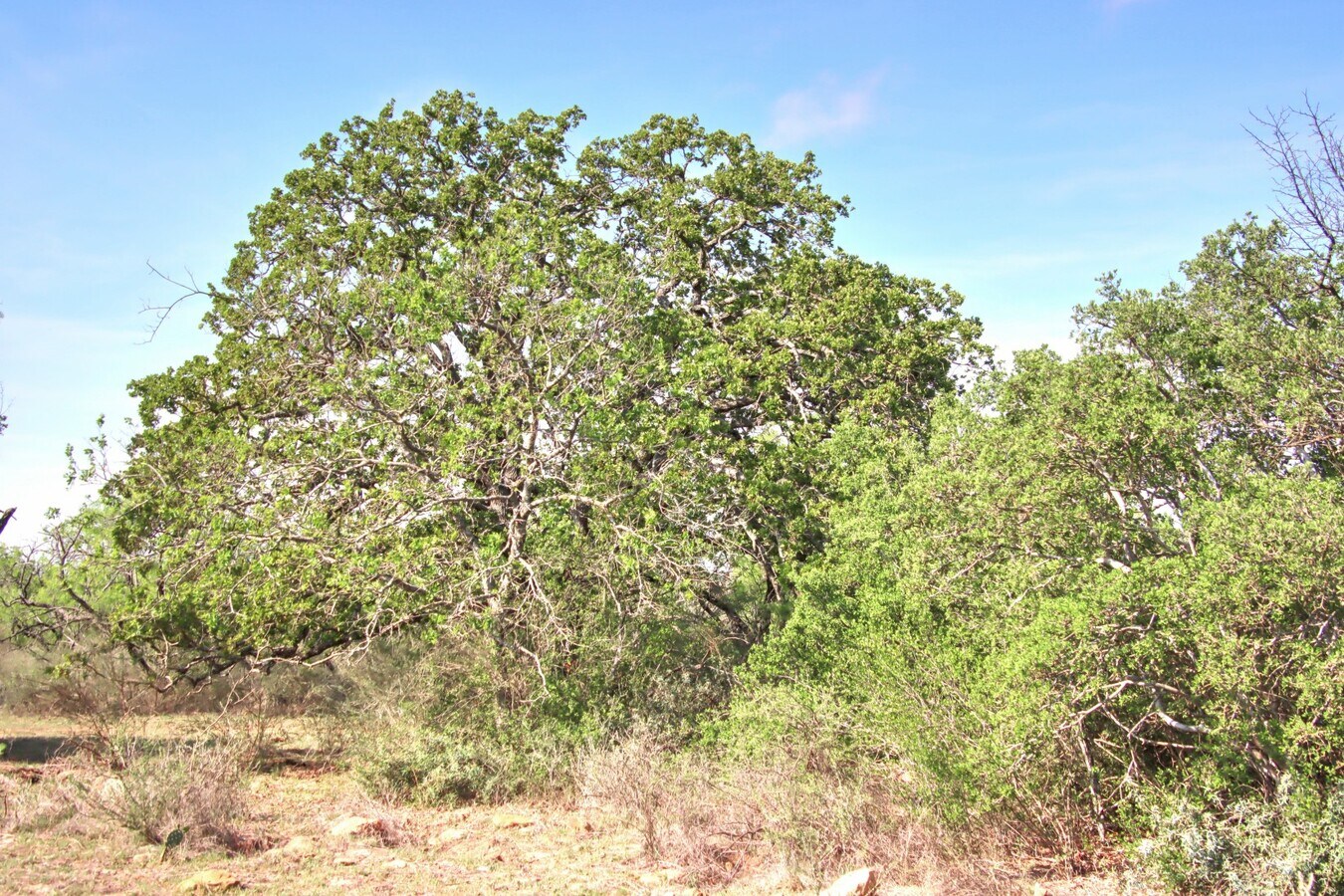 View Photo