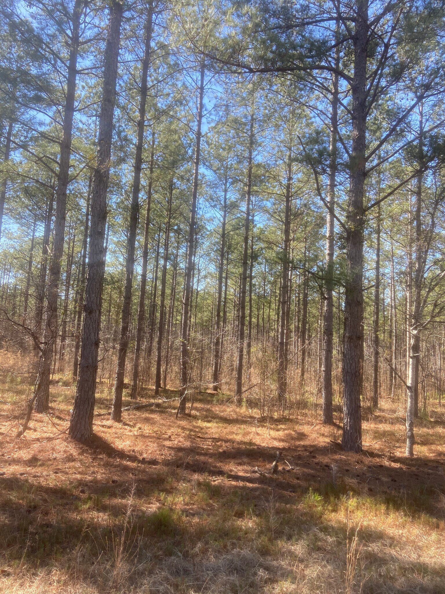 N Highway 171 Edford Reese Road Rd, Gibson, GA à vendre Autre– Image 1 sur 1