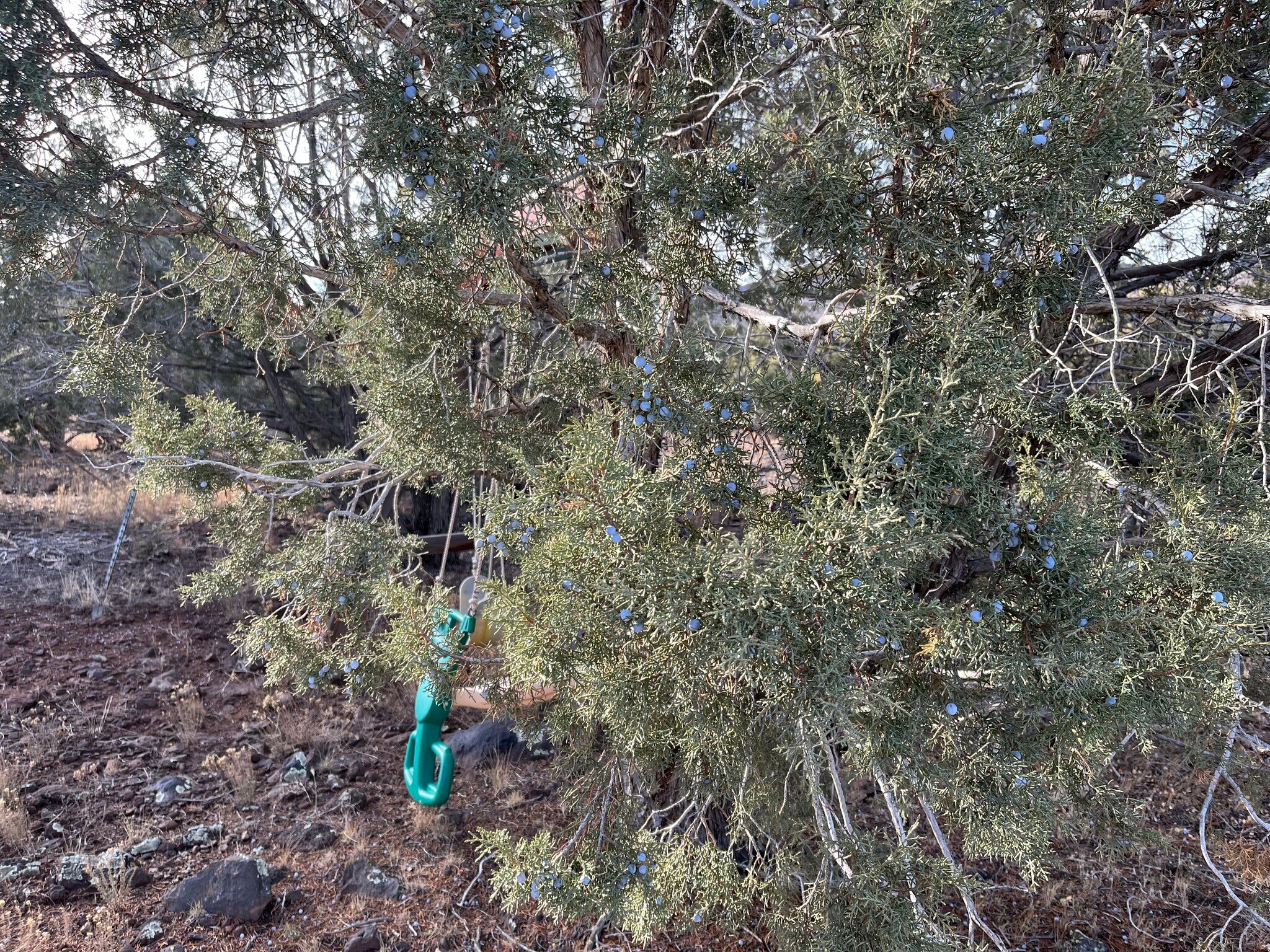 17411 Ranch Rd, Williams, AZ à vendre Photo principale– Image 1 sur 14