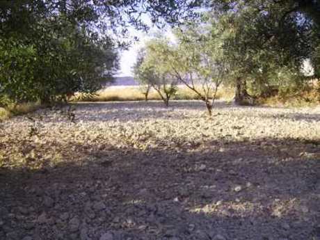 Terrain dans Calasparra, Murcia à vendre - Photo de l’immeuble – Image 1 sur 3