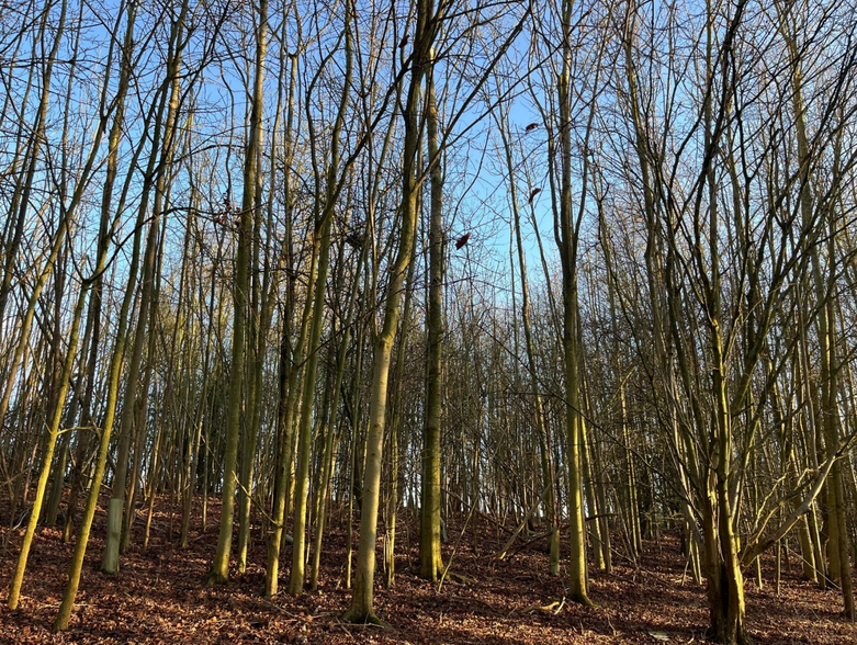 Trunch Hl, Harleston à vendre - Photo principale – Image 1 sur 1