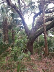 Plus de détails pour 23600 Palm Beach Blvd, Alva, FL - Terrain à louer