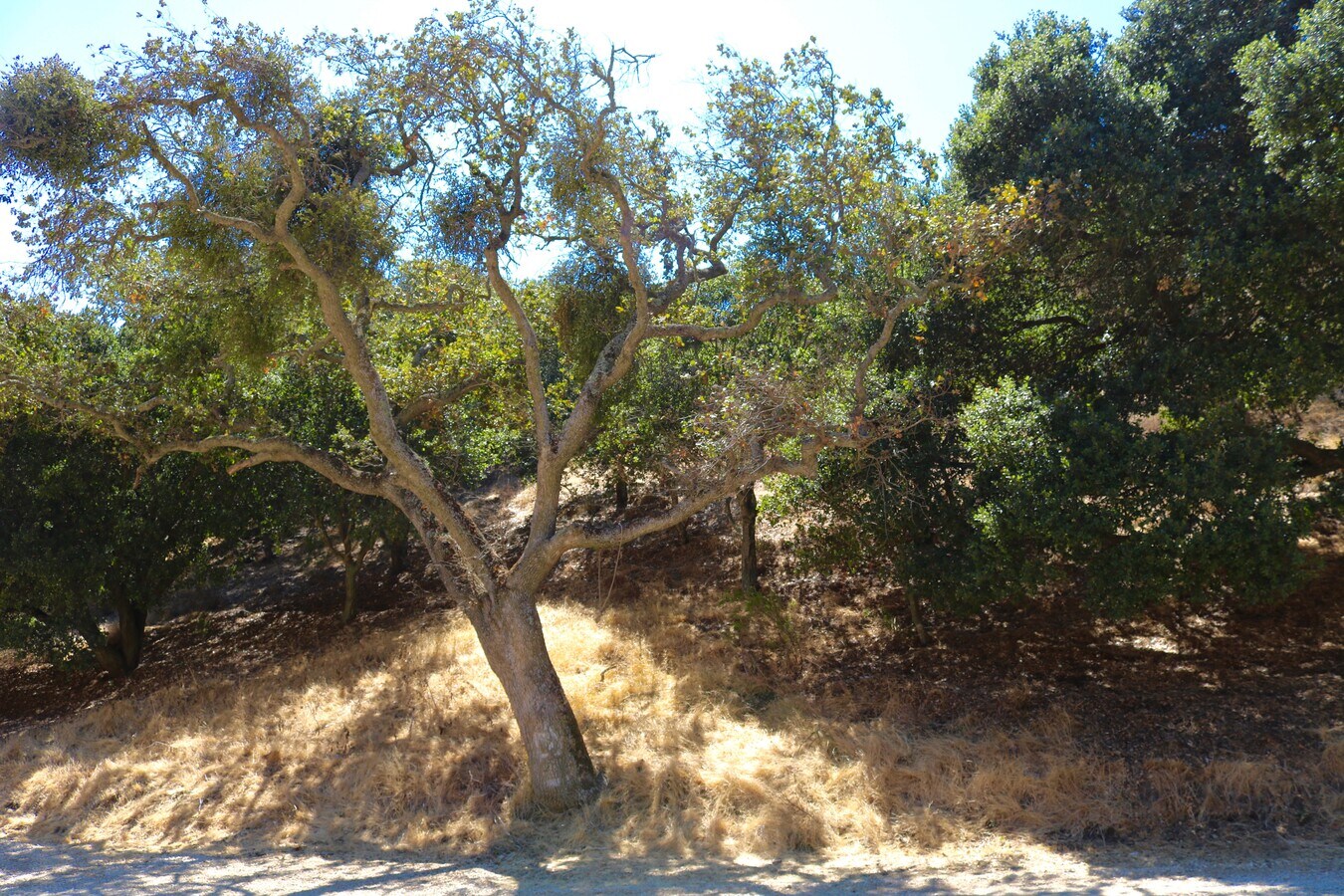 View Photo
