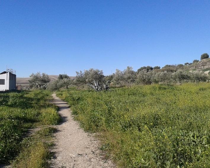 Terrain dans Espera, Cádiz à vendre - Photo de l’immeuble – Image 3 sur 4