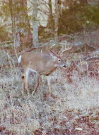 Plus de détails pour 1551 Bullpen Road Rd, Wiseman, AR - Terrain à vendre