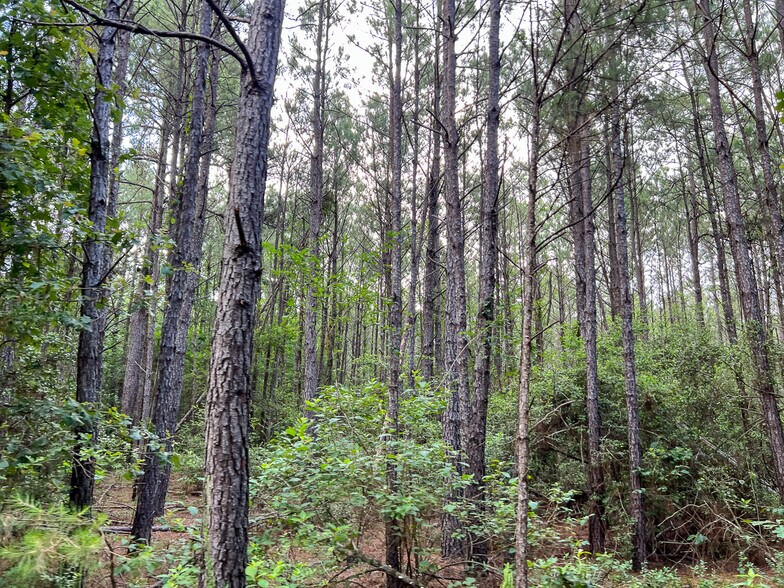 00 FM 2793, New Waverly, TX à vendre - Photo de l’immeuble – Image 3 sur 13